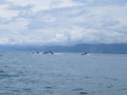 A group of male whales ducking in and out of the ocean, some spouting water out of their blowholes.