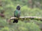 A hummingbird spotted at a hummingbird garden. Many people attract hummingbirds to observe, planting flowers and trees that they feed on.