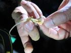 My professor demonstrated to me how to catch lizards, carefully hold them by their leg, and determine males from females by their gullets.