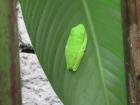 A tree frog sleeping. Notice how when its eyes are closed, you can barely tell its there!