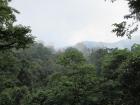 The perfect, rainy environment for Costa Rican frogs.