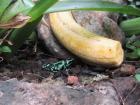 Most frogs are carnivorous, which means they eat meat. This banana is left sitting out to attract bugs for the frogs to eat. Yum!