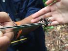 With biologists I get the opportunity to see some crazy things, like when my professor picked up this venomous bullet ant with a pair of tweezers!