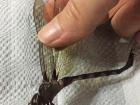 My professor specializes in insects, and she told us all about this dragonfly she found injured at the research station