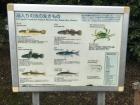 The different kinds of fish found in the Hamarikyu ponds