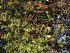 This is an example of how Hawthorn can grow in little stick-like vines around something like a fence