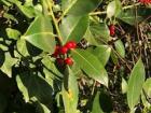 In this picture, you can see the structure of the leaves on the Hawthorn plant