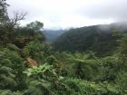 The cloud forests of Monteverde