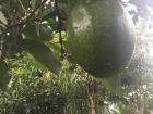 A large avocado from the garden