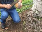 My eco-tourism professor cutting open a coconut