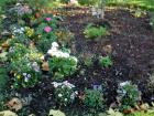 I also visited the garden from the community center again  