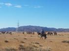 A Mongolian nomad herding his animals