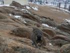 A couple of cats at the Buddhist monastery in Arkhangai