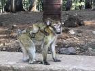 A father and baby monkey enjoying a walk