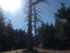 One of the oldest trees in Azrou, maybe even all of Morocco 