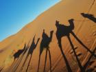 Camel ride in the Sahara Desert