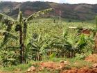 There are a lot of large matoke plantations like this in the village towns  