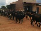 A herd of cattle crossing the street to return home after a day of grazing