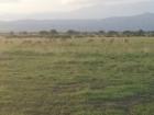 A tribe of antelopes on an open savannah 