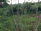 A cassava plant 