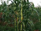 Maize/Corn plant
