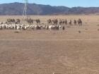 Camels are useful for carrying supplies. These camels were migrating along with the nomadic family that owns them. 