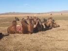 You can see the unique shapes of the camels' bodies, and the funny faces they make!