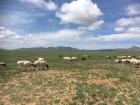 All the land is home to the countryside dwellers outside Ulaanbaatar. 