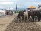 The number one thing I will miss about Mongolia: horses!