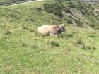 This cow is similar to the ones that we found in Galicia, and so it was rather strange to see a cow like this in Asturias