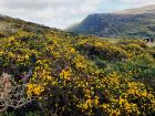 Beautiful wildflowers seen in Killarney National Park 