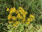 Bright Yellow Flowers in County Clare 