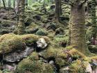 Hiking through Killarney National Park 