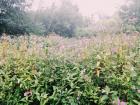 A field of flowers near the Shannon River