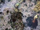 Can you count all the different shells in this picture?