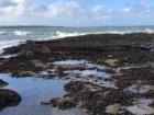 Typical habitat for limpet shells. 
