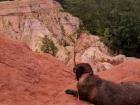 My dog Tootsie at Red Bluff, or the "Grand Canyon of Mississippi," which is only a few miles from my home