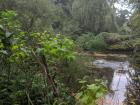 The hidden pond I found down a path on campus