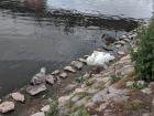 Swans are another bird species present in Exeter