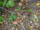 Blackberries are common in Exeter and make good food for some birds