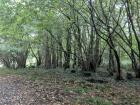 A Forrest in southwest England