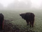 A young Highland cow