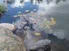 Outside the largest shopping mall in Omsk, there is a garden complete with pond and koi fish