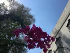 The resilient and beautiful Bougainvillea vine