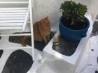 A cat and some leftover coffee 