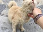 A cat I befriended
