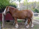 A typical Belgian draft horse with a chestnut coat and white mane