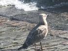 Seagull at St. Ives