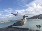 Seagull at St. Ives