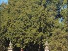 Buckingham Palace